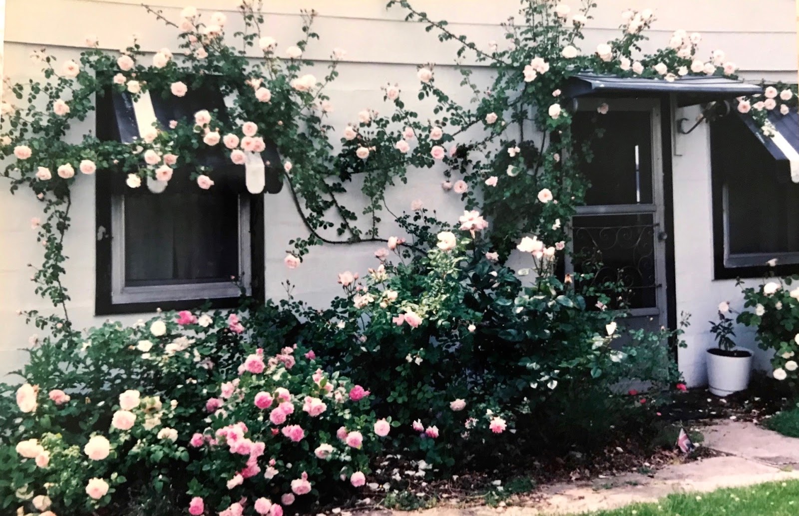 Greenbow Hydrangea Heaven