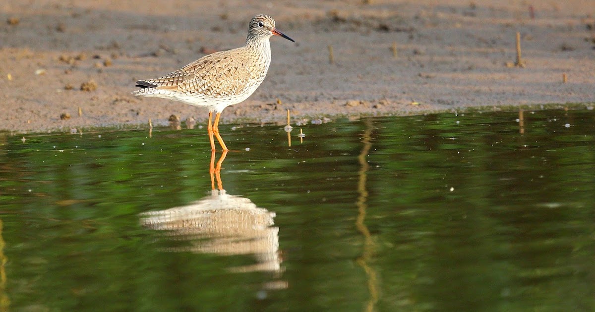 Common Redshank
