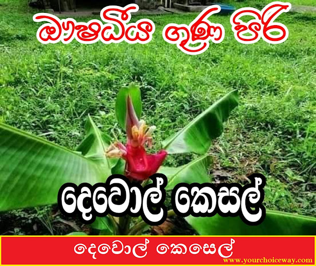 ඹෟෂධීය ගුණයෙන් යුත් දෙවොල් කෙසෙල් ( Devol Kesel [ Dewol Kesel ] ) - Your Choice Way