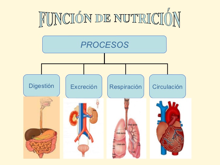 GARCILASITOS 4º FUNCIÓN DE NUTRICIÓN GARCILASITOS 4º FUNCIÓN DE NUTRICIÓN