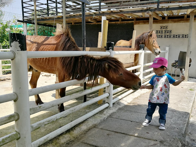 Audi Dream Farm Balik Pulau Penang Petting Zoo Feed Animal