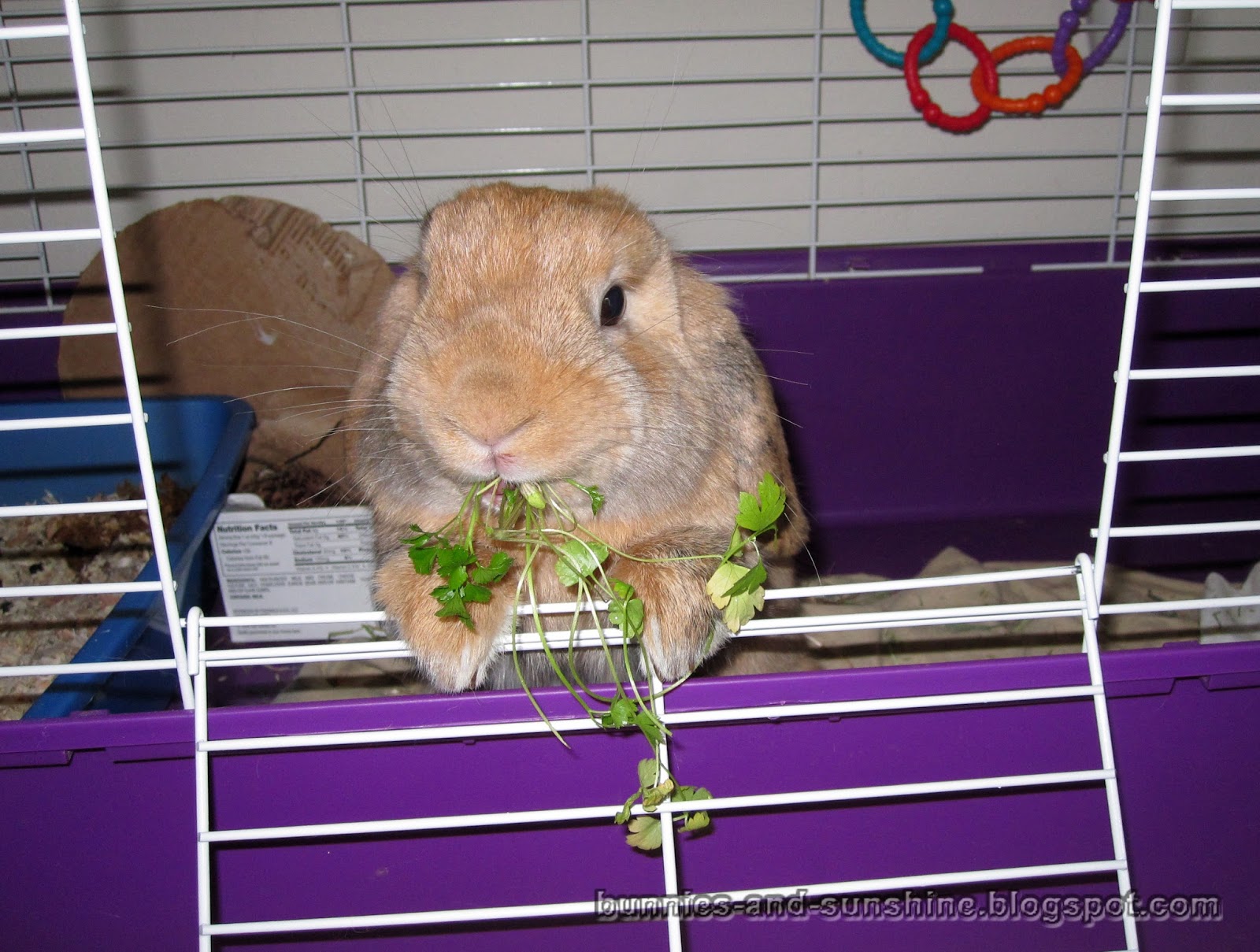 Bunnies and Sunshine Everybun does their part.