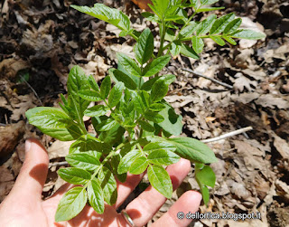 dittamo dictamus albus erbe officinali aromatiche petali per tisane confetture della fattoria didattica dell ortica a Savigno Valsamoggia Bologna in Appennino vicino Zocca