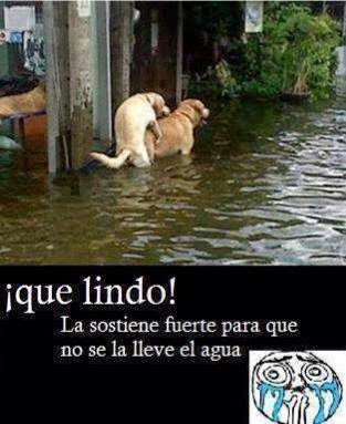 Perros teniendo relaciones en medio de la inundación