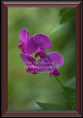 Perennial Pea_6080