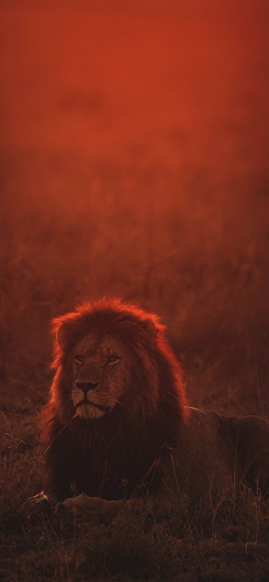 sad-lion