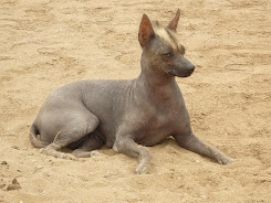 El perro viringo, Patrimonio Natural del Perú