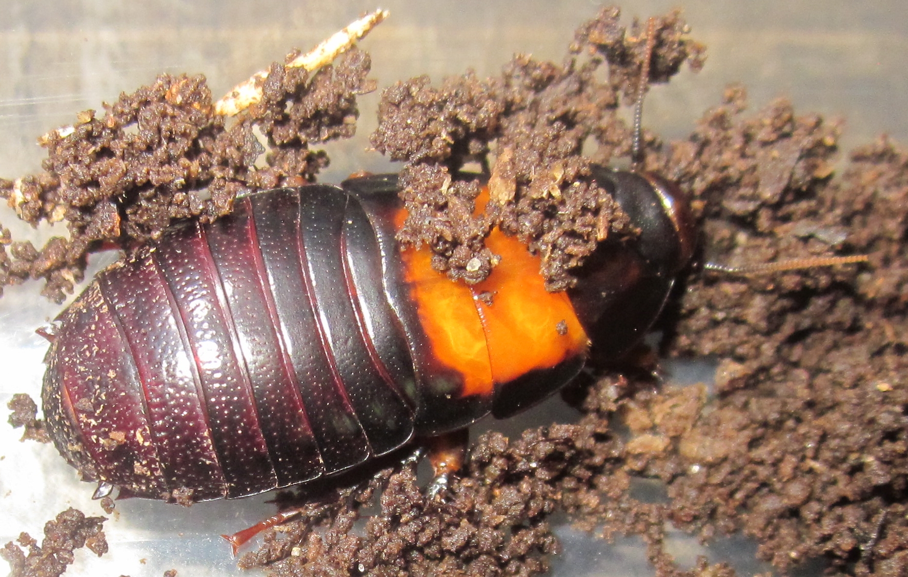 Invertebrate Dude My New Panesthia angustipennis cognata!!!