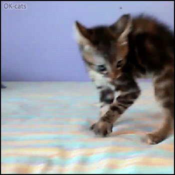 Funny Cat GIF • Kitty doing the ‘Kitten Crab walk’ and jumps on bed like crazy Funny Cat GIF • Kitty doing the ‘Kitten Crab walk’ and jumps on bed like crazy
