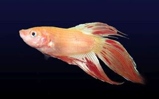 jenis ikan cupang warna orange dalmation