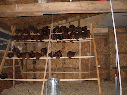 Going all the way new chicken coop Chez Nous Farms