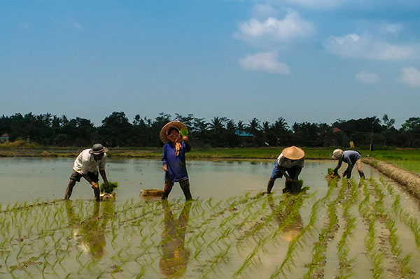  Bali is ane of the most famous rice fields inward Bali isle inward improver to  DestinationsinBali; Jatiluwih Rice Terraces - Bali, Republic of Indonesia Tourist Attraction