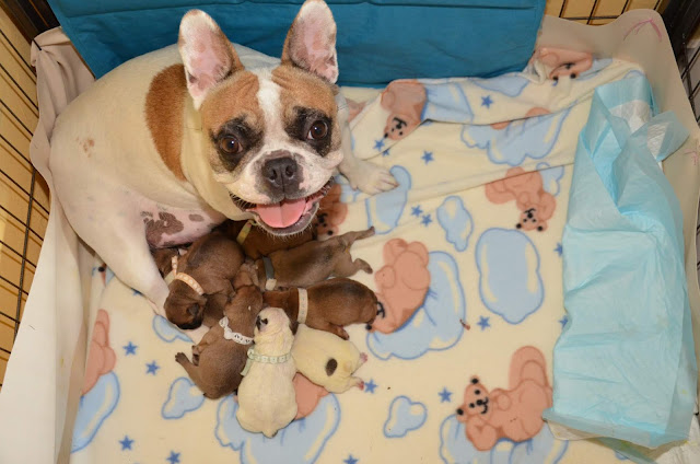 Maternité bouledogue francais