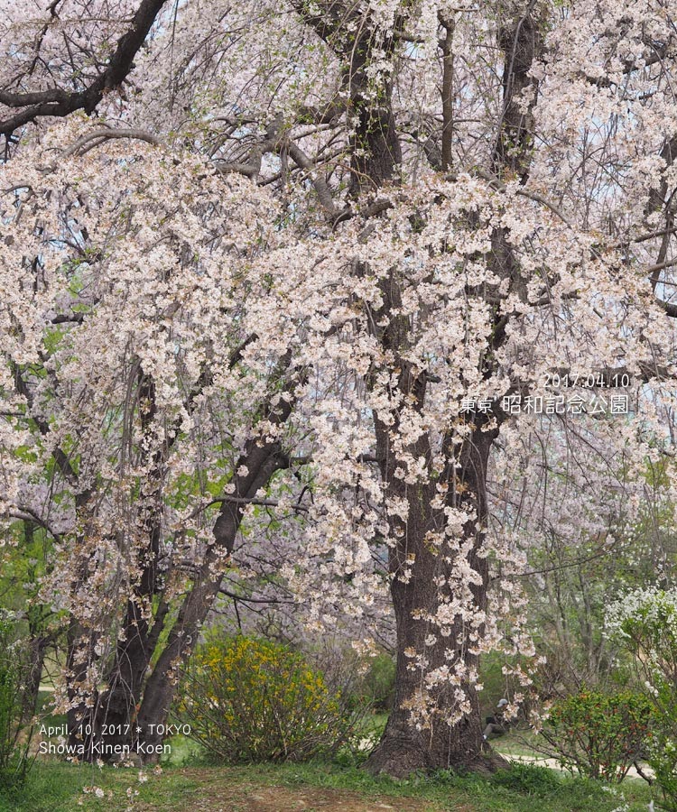 昭和記念公園の桜が想像以上にすごくてビックリした！