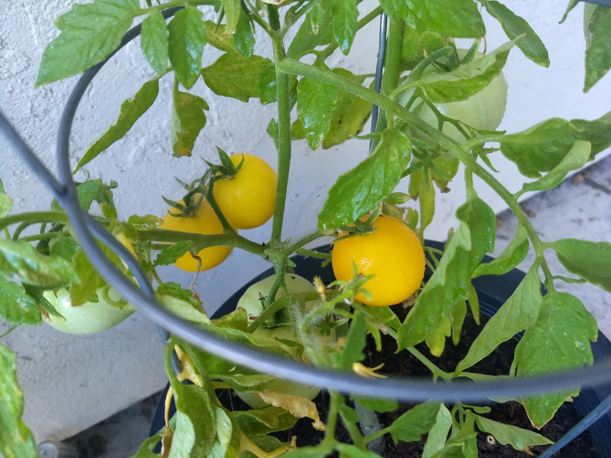 The Scientific Gardener The Amazing Taxi Tomatoes in a 10 inch