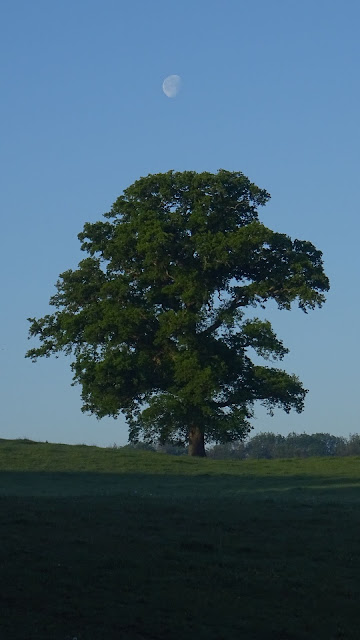 Big Tree and Moon HD Wallpaper Big Tree and Moon HD Wallpaper