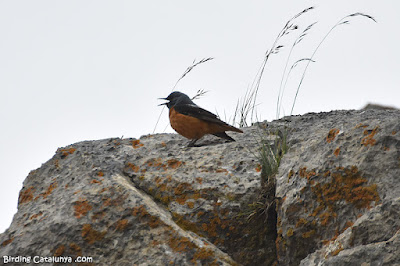 Merla roquera al Cadí-Moixeró