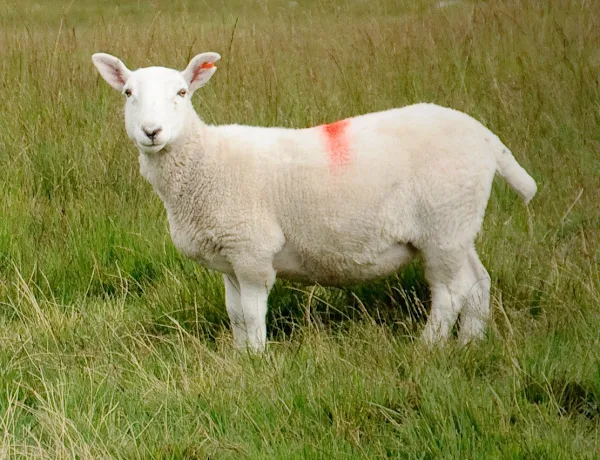 sheep farming, how to start sheep farming, how to start sheep farming business