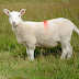 Sheep Farming
