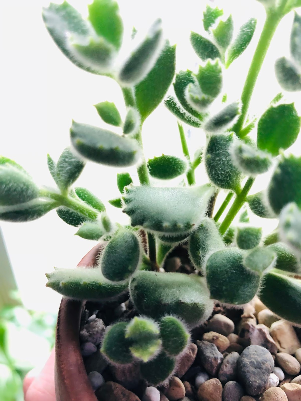 Lily's Indoor Jungle: Succulent Care