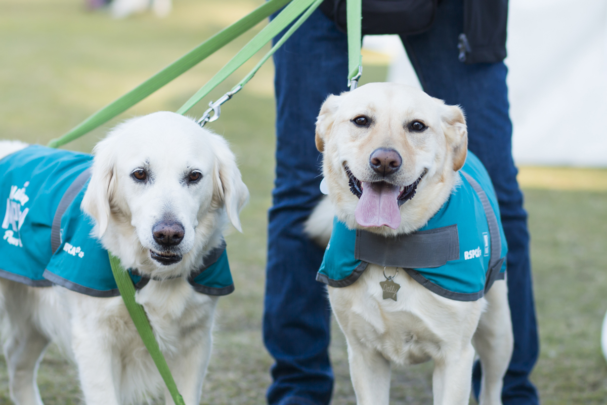 RSPCA Million Paws Walk  2021 May 15 Australian Dog Lover