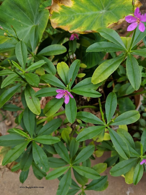 Ceylon Pasalai Pakoda Recipe | Water Leaf Spinach Pakora | Ceylon Spinach Pakora Ceylon Pasalai Pakoda Recipe | Water Leaf Spinach Pakora | Ceylon Spinach Pakora