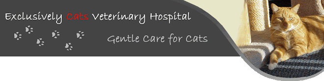 Exclusively Cats Veterinary Hospital Blog