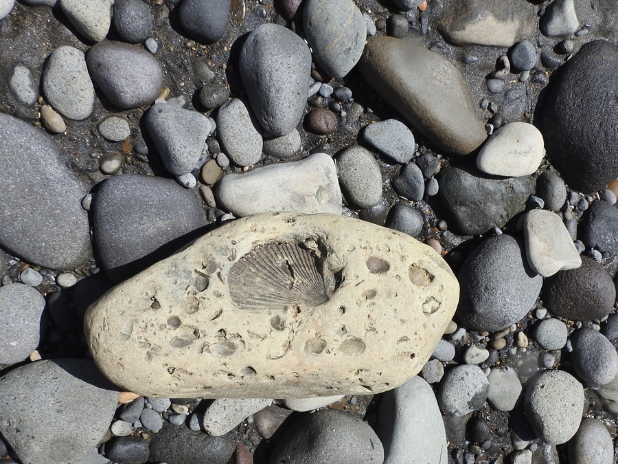 photographing New Zealand fossils, fossils, everywhere