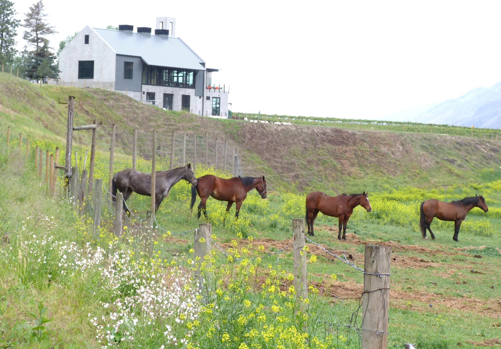John Schreiner on wine Monte Creek Ranch is planting more vines