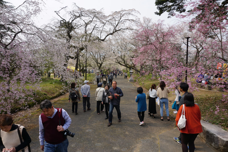 徒然おうどいろ日記 しだれ桜 徳佐八幡宮