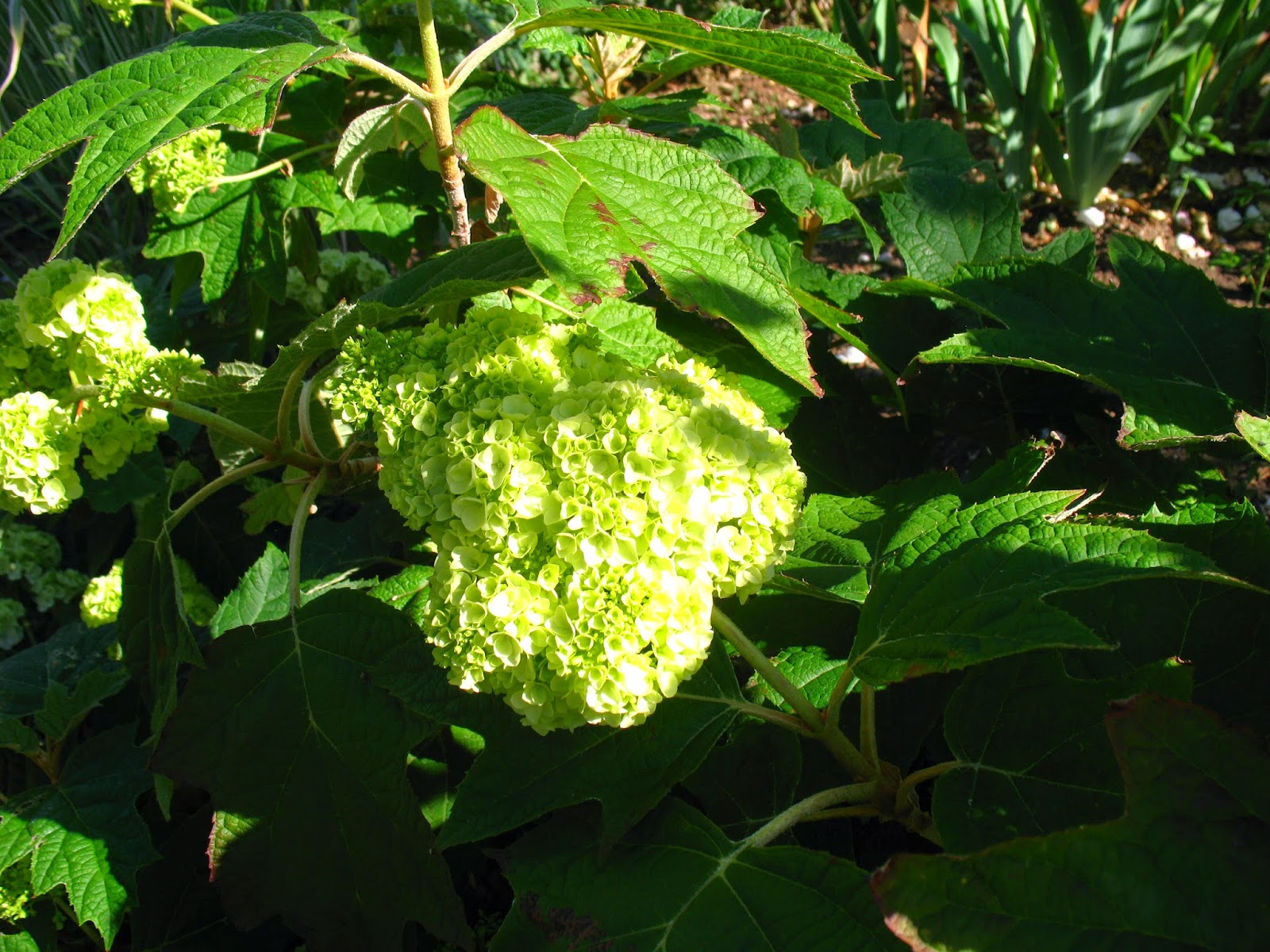 Roses Du Jardin Cheneland