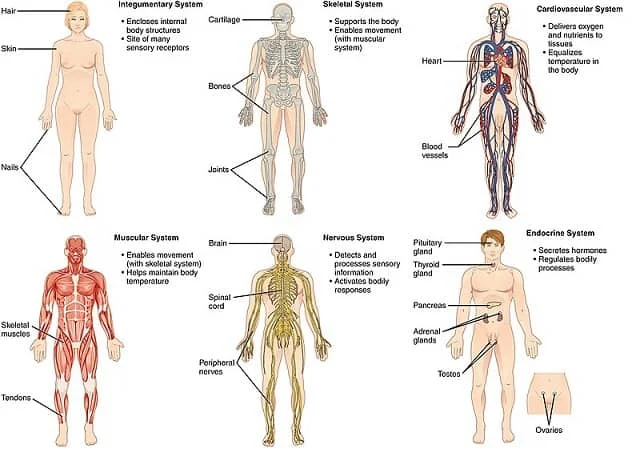 Sistem Organ Tubuh Manusia dan Fungsinya