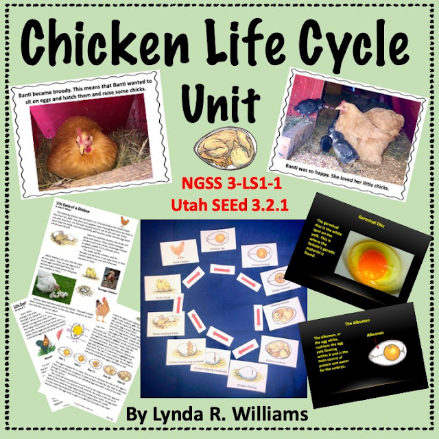 third grade life cycle of a chicken