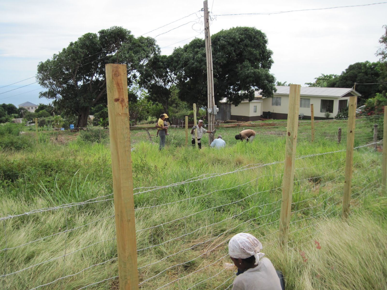 Smith's Jamaican Mission Goat Fence