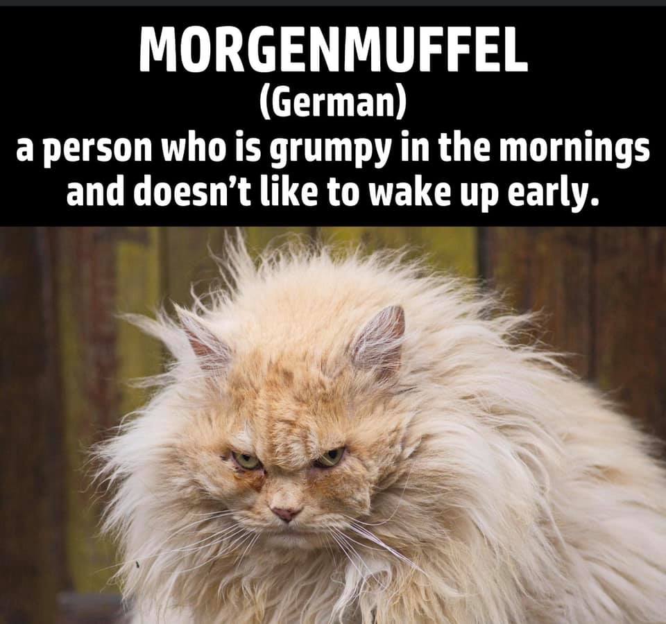 Моргенмуффель прикольные картинки