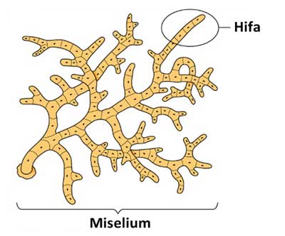 3 Macam Hifa Jamur Fungi Gambar Dan Penjelasannya Biologijk 3 Macam Hifa Jamur Fungi Gambar Dan Penjelasannya Biologijk