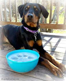 Penny loves her PAW5 Rock 'N Bowl - part bowl, part puzzle, all dog. #doberman #dog bowl #LapdogCreations ©LapdogCreations #sponsored