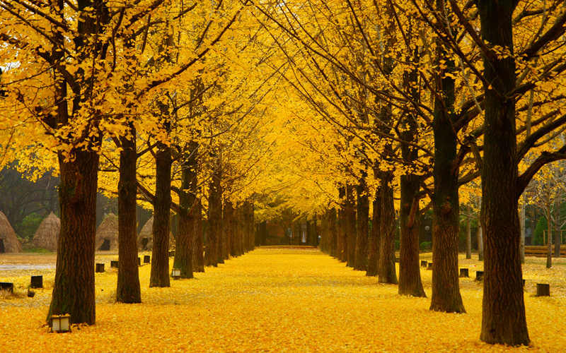 Keindahan Nami Island Buat Orang Penasaran - Travel Pelopor Paket Tour Wisata Halal Dunia