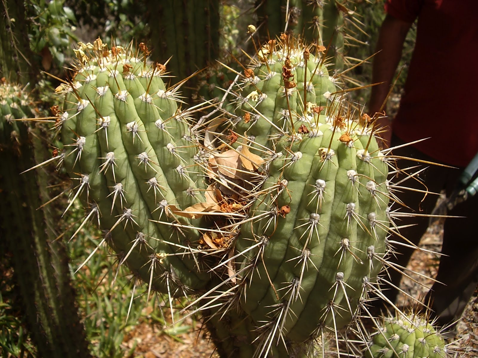 голландский определитель кактусов маммиллярия. трихоцереус цветет. опунция ядовитая. ядовитые кактусы. кактус суккулент трихоцереус.