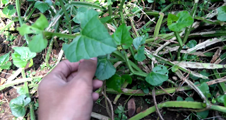 gambar atau foto Tanaman Sangkal Putung  Manfaat dan Khasiat Tanaman Sangkal Putung / Cikal Tulang (Cissus Quadrangularis L)