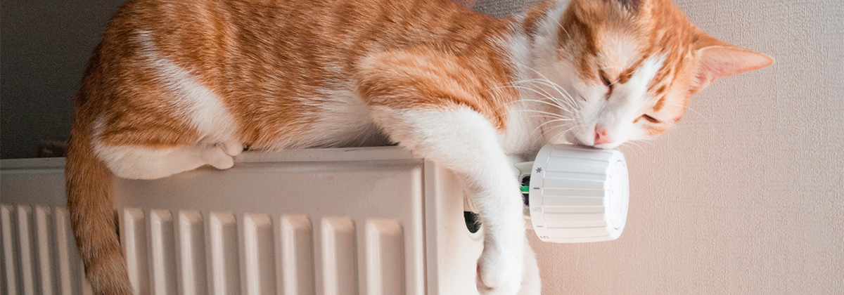 Ginger and white cat dozing on top of narrow heater by the wall