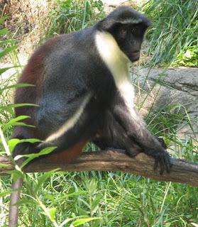 Diyana uzun kuyruklu maymunu