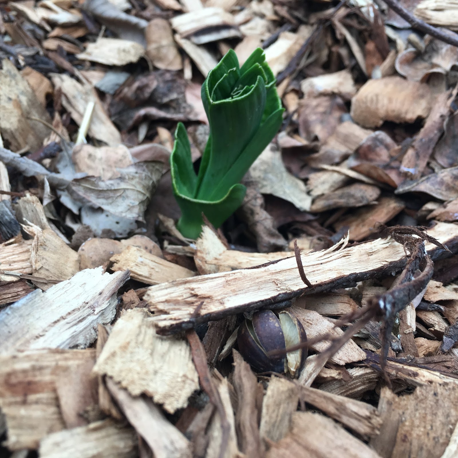 Adventures in our Urban Landscape