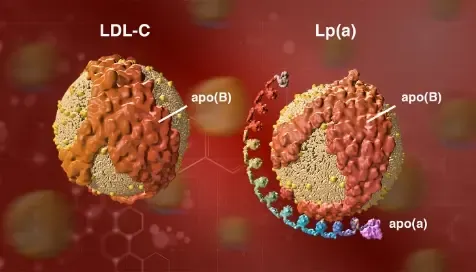 What Your Lipoprotein A Levels Mean What Your Lipoprotein A Levels Mean