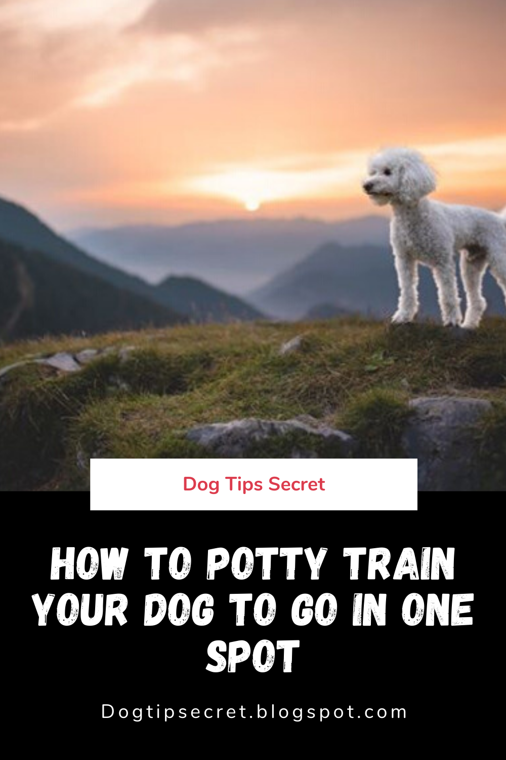 How to Potty Train Your Dog to Go in One Spot Dog Tips Secret Dog Tips Secret