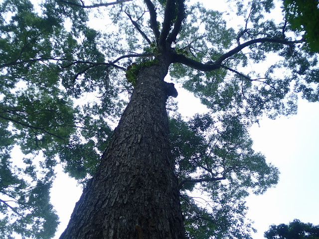 Hopea odorata Hopea odorata
