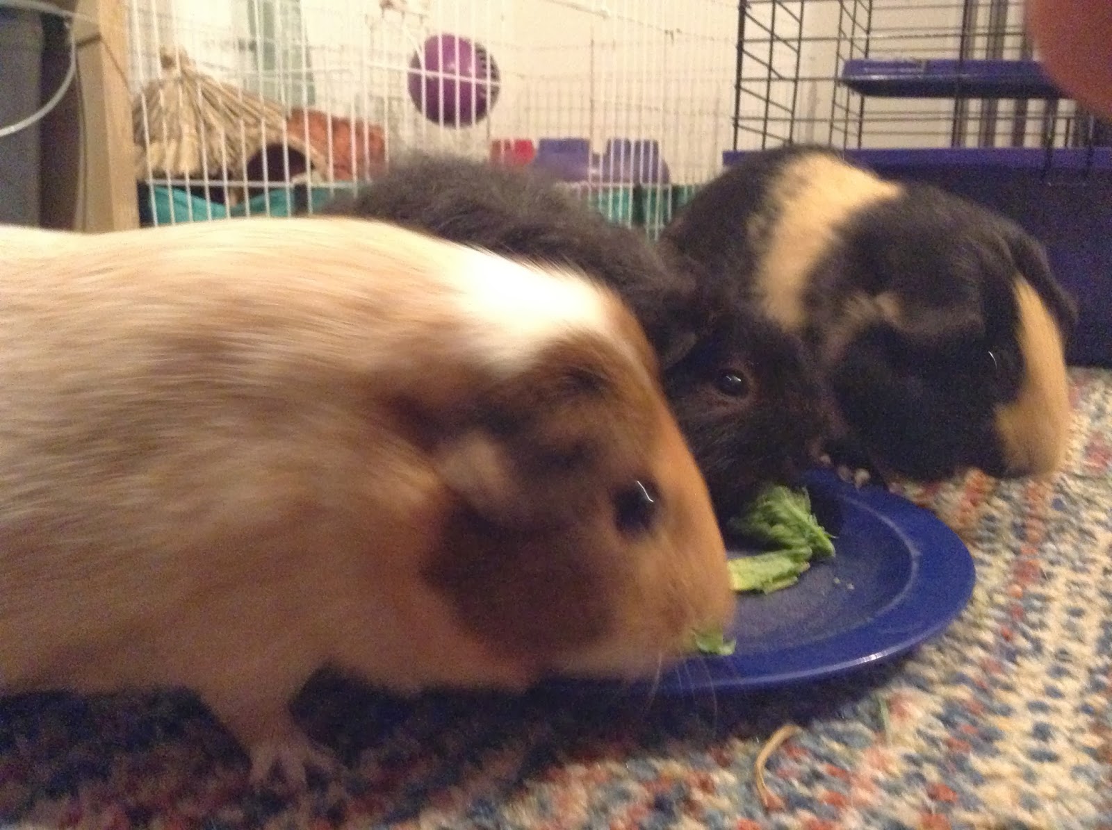 Cavy Savvy A Guinea Pig Blog Can Guinea Pigs Eat Broccoli Raab