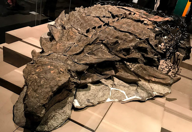 “Exceptionally Preserved” Dinosaur Remains Reveal Surprising Remnants In Its Stomach