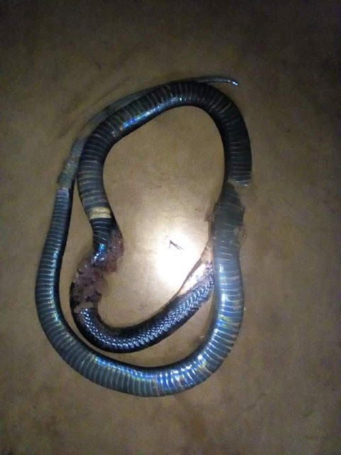 Photos: Nigerian man kills poisonous snake that has been devouring all his chickens