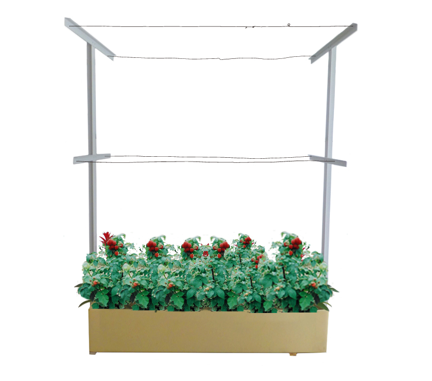 Innovative home gardening ideas! potted raspberry planting, raised bed